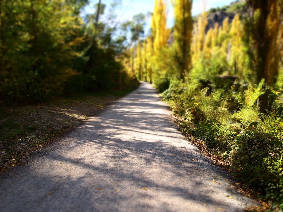 path, route, autumn, soledad, trees, peaceful, landscape, nature HD wallpaper