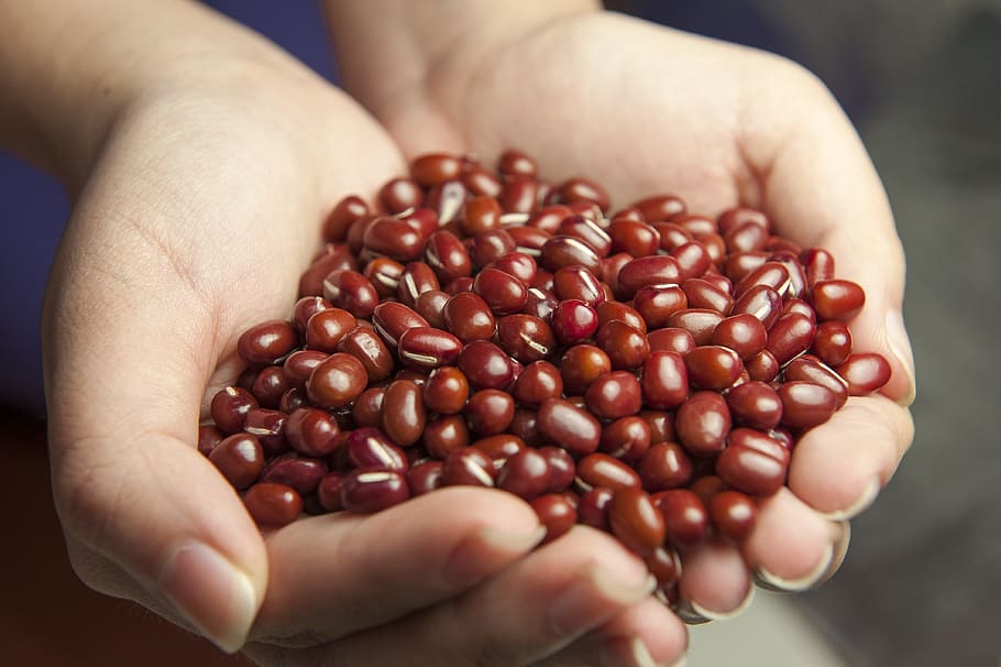 close up photo of person scoop of beans, red beans, hands, corn variety HD wallpaper