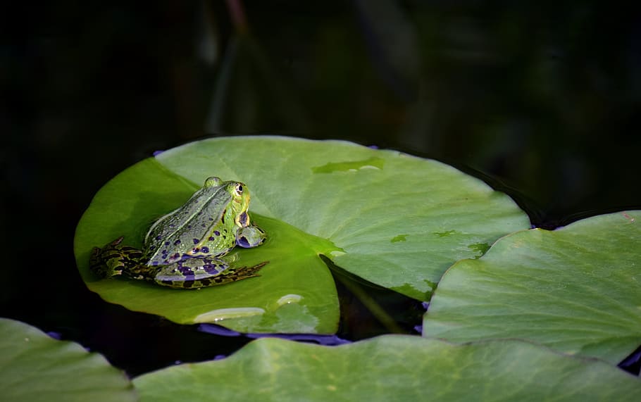 frog, green, green frog, pond, high, water, frog pond, animal, HD wallpaper