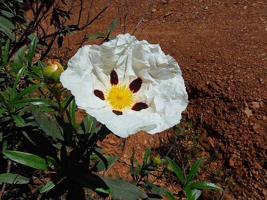 flower, jara, shrub, vegetable, nature, cistus white, pollen HD wallpaper