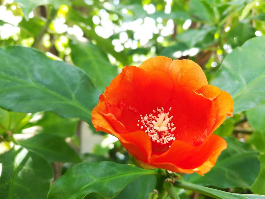 flowers, orange, pretty, flowering plant, fragility, beauty in nature HD wallpaper