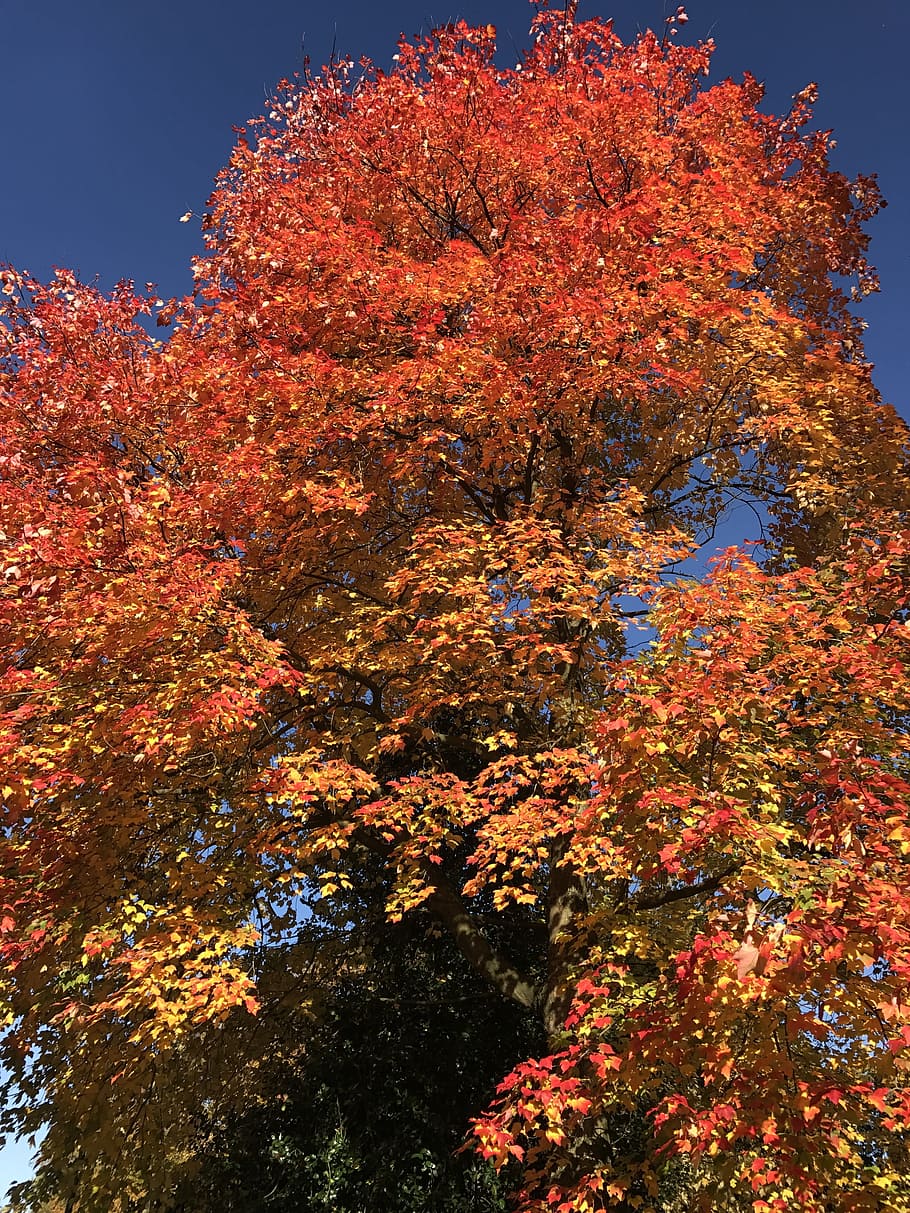 Nature, Tree, Forest, Landscape, Autumn, netherlands, leaf HD wallpaper