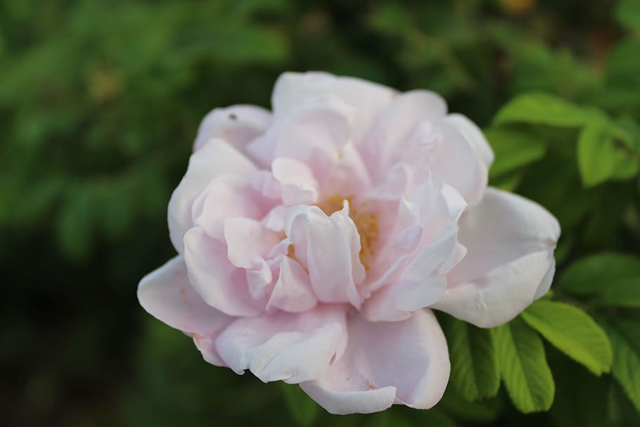 flower, white rose, close up shot, bangladesh, blossom, pink rose HD wallpaper