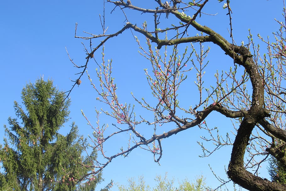 spring, trees, plant, low angle view, sky, branch, clear sky HD wallpaper