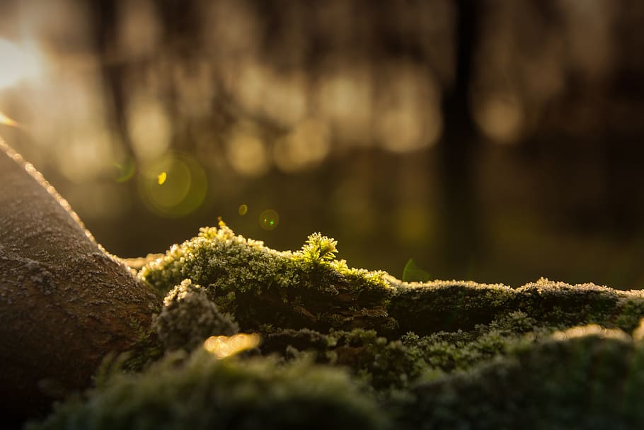green moss on tree root, hoarfrost, forest, cold, winter, nature HD wallpaper
