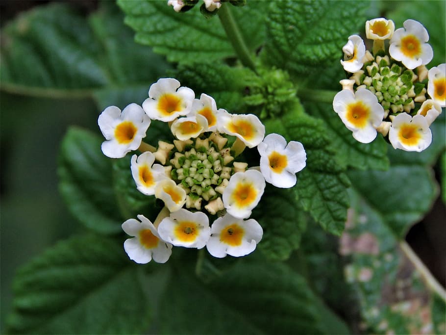 flowers, complex, geometric, yellow, white, garden, plant, beauty in nature HD wallpaper