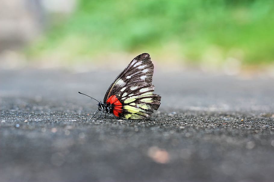 butterfly, static, landscape, invertebrate, animal themes, insect HD wallpaper