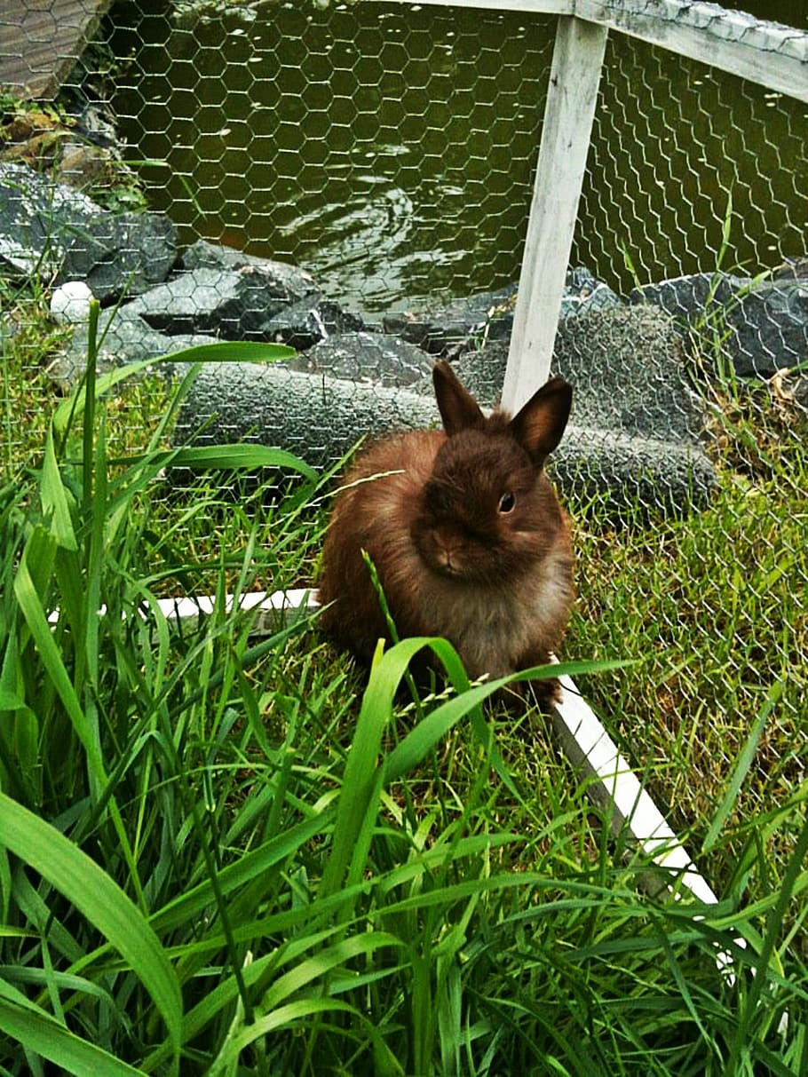 dwarf bunny, rabbit, long eared, animal, brown, garden, animal themes, HD wallpaper