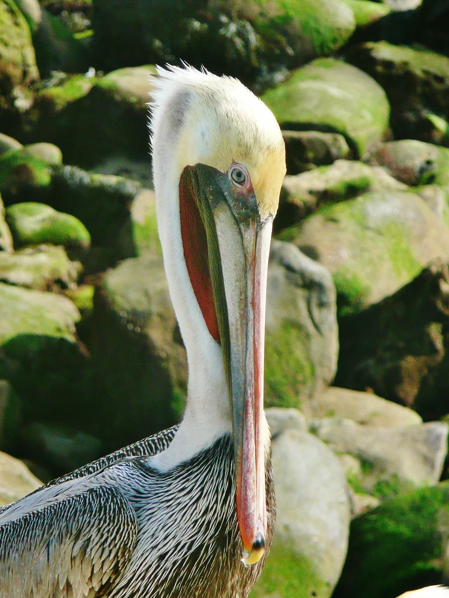pelican, brown, san diego, la jolla, bird, wildlife, animal, HD wallpaper