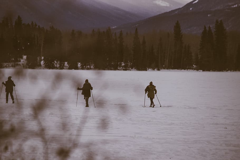 three person skiing on snow near trees, three persons skiing on white snow during daytime HD wallpaper
