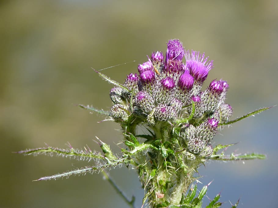Burdock, Blossom, Bloom, Plant, barb, close, nature, prickly HD wallpaper