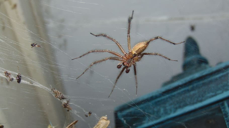insect, spider, arachnid, predator, arachnophobia, bug, scary HD wallpaper