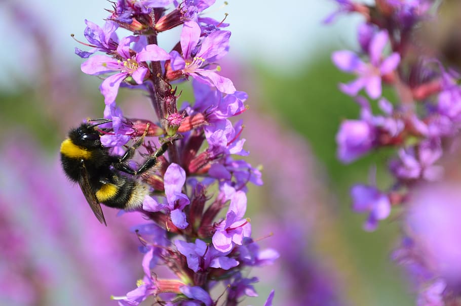 bumblebee, bumble bee, purple, flower, animal themes, animals in the wild HD wallpaper
