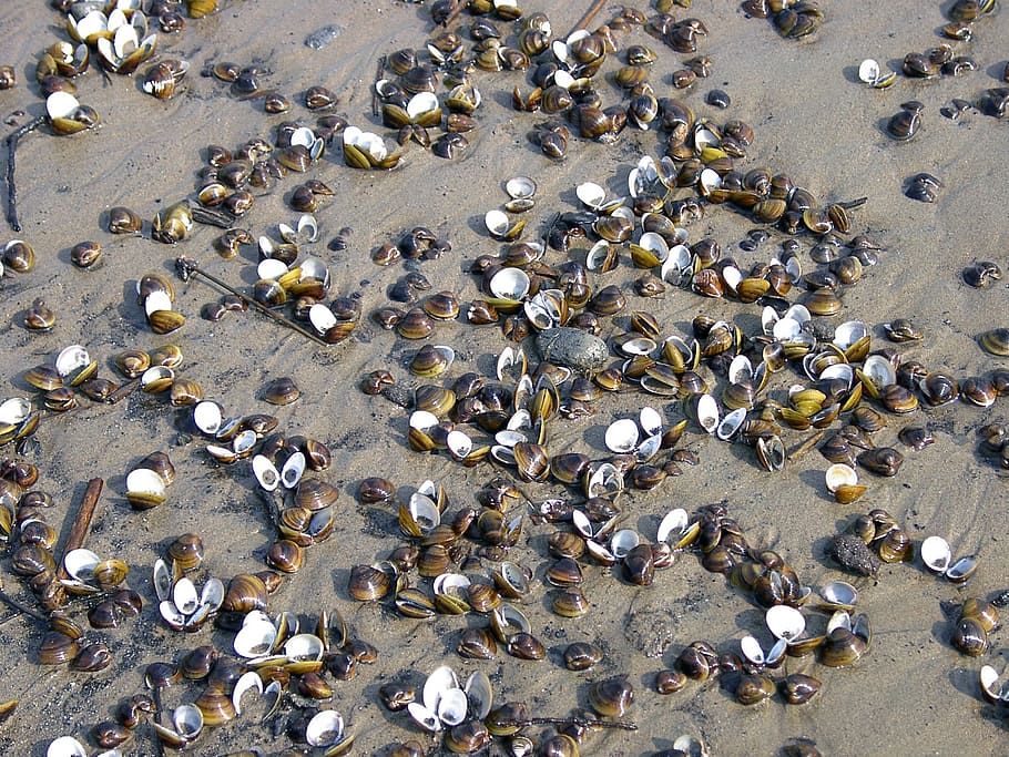 shells, river, sand, high angle view, animal, animal wildlife HD wallpaper