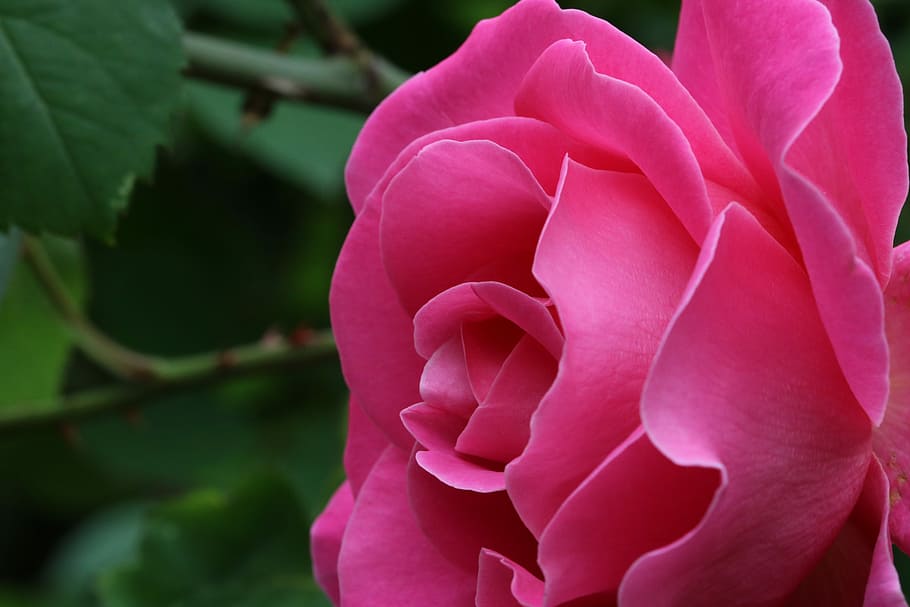 rose, flowers, spring, nature, beautiful, flowering plant, beauty in nature HD wallpaper