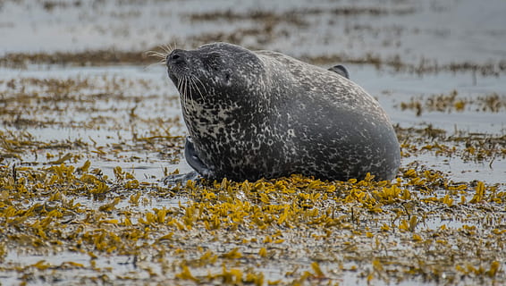 black seal on water, gray seal on body of water, sealion, marshland HD wallpaper