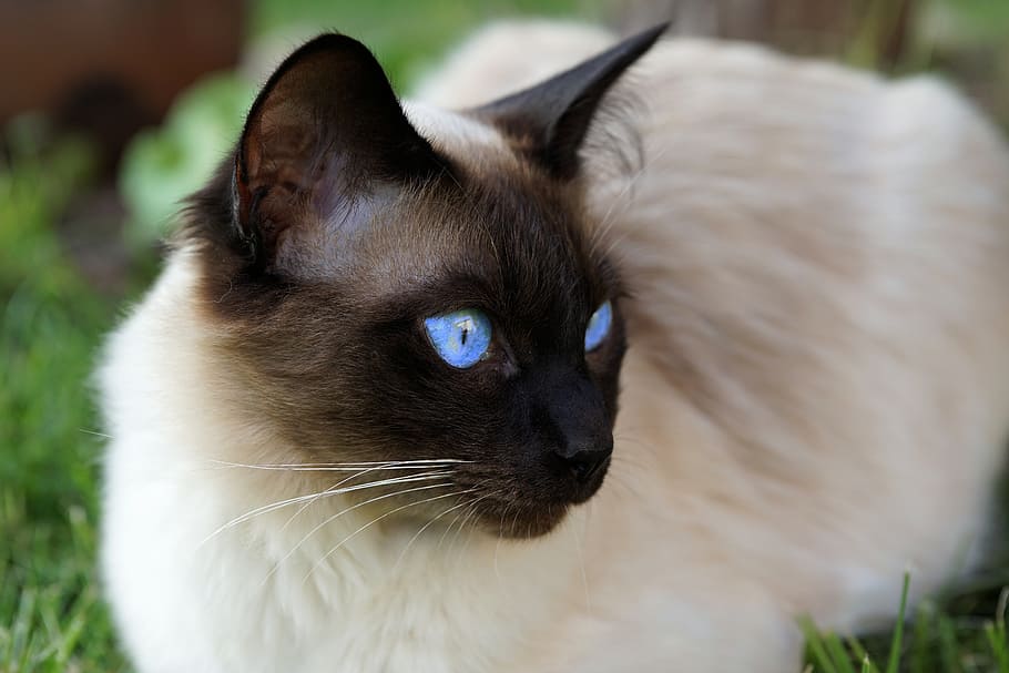 brown Siamese cat, domestic cat, mieze, breed cat, animal, cat face HD wallpaper