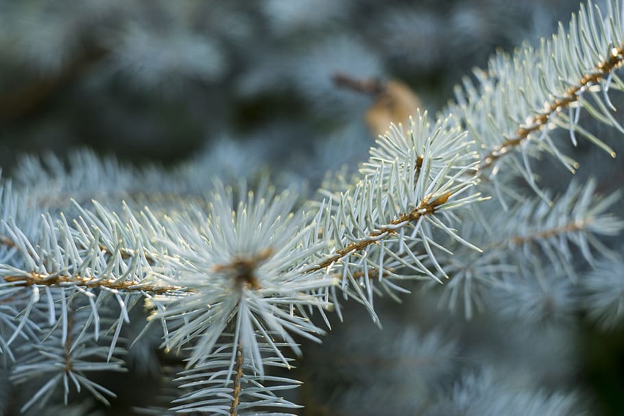 conifer, flora, pine, tree, plant, growth, close-up, beauty in nature HD wallpaper