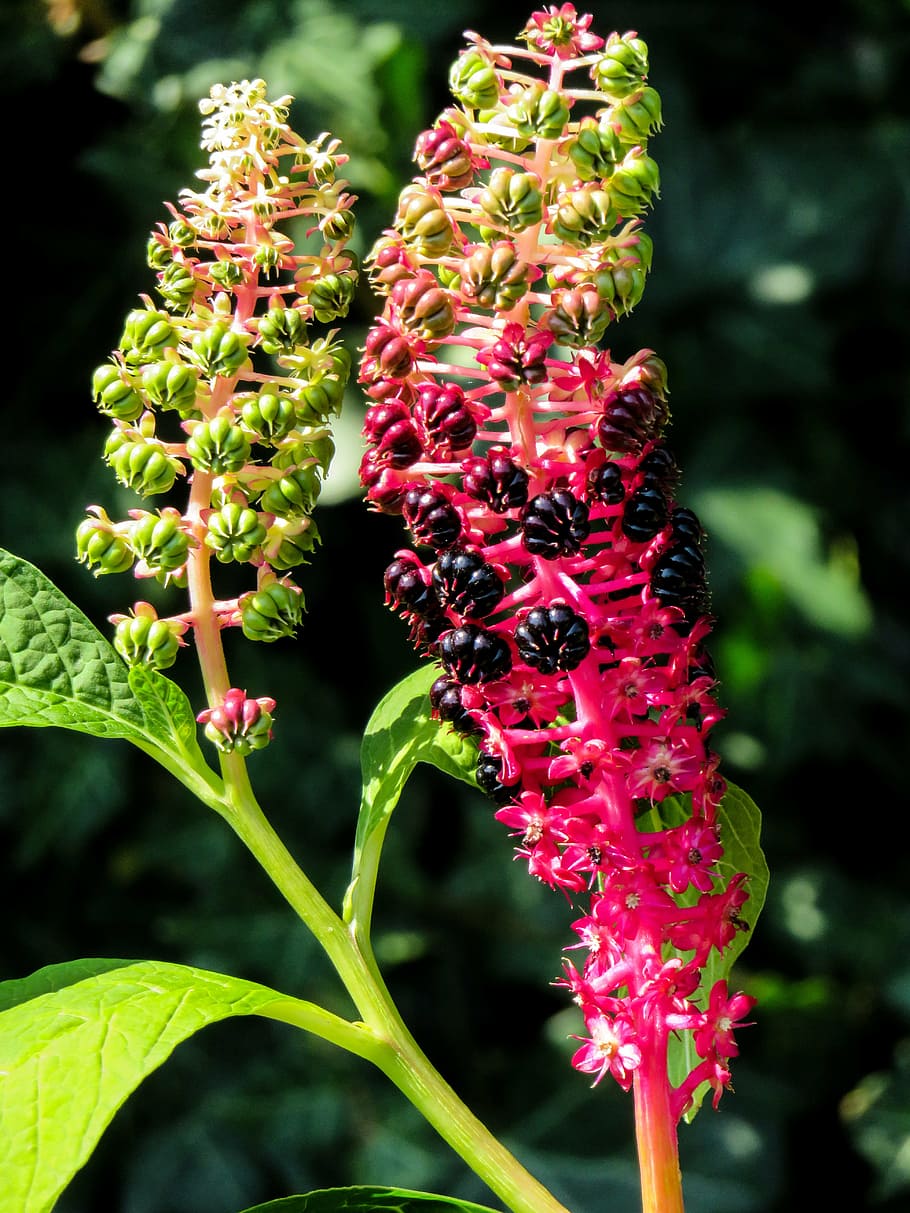 blossom, bloom, fruit, seeds, garden, summer, seeds was, plant HD wallpaper