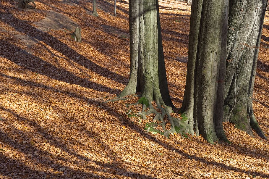 autumn, forest, light, shadow, leaves, tree trunks, sunshine HD wallpaper