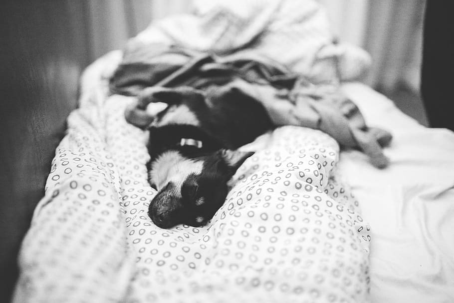 Dog lying on a bed, pet, animal, cute, puppy, blackandwhite, pets, HD wallpaper