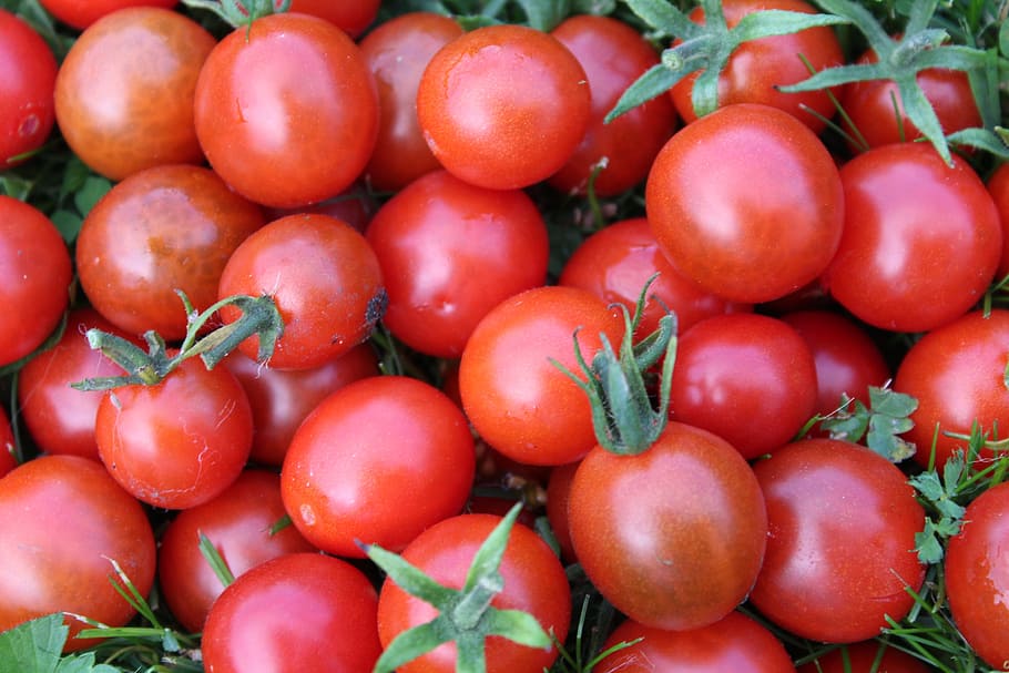 tomatoes, vegetables, eating, food, vitamins, health, red, natural food HD wallpaper