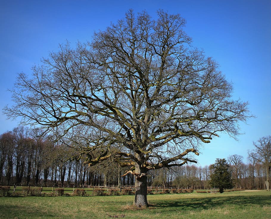 tree, park, spring, nature, parklandschaft, plant, bare tree HD wallpaper