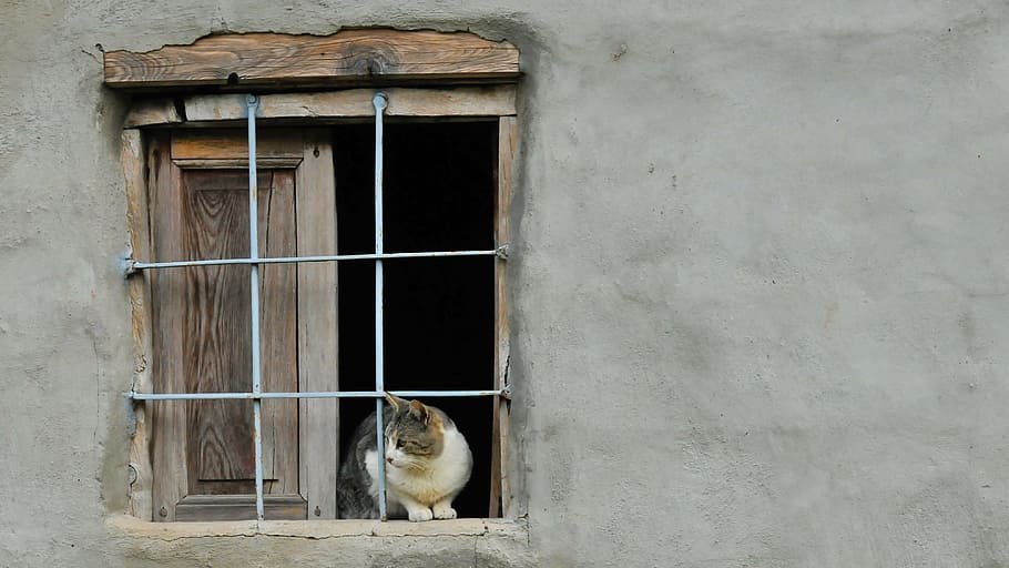 cat sitting on windowpane, pet, dog, animals, pets, cute, feline look HD wallpaper