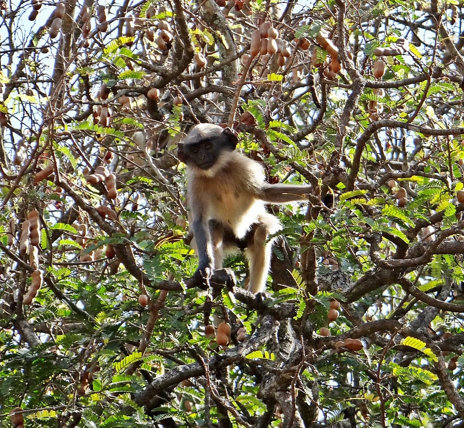 hanuman, langur, primate, monkey, dharwad, india, tamarind tree HD wallpaper