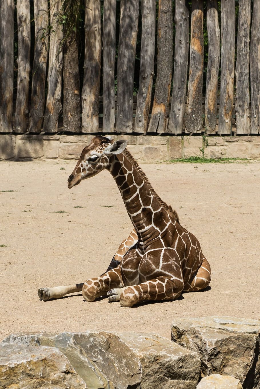 Giraffe, Fur, Animals, concerns, animal portrait, rest, animal world HD wallpaper