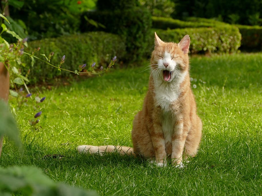 orange and white fur cat siting on green lawn grass, red, mieze HD wallpaper