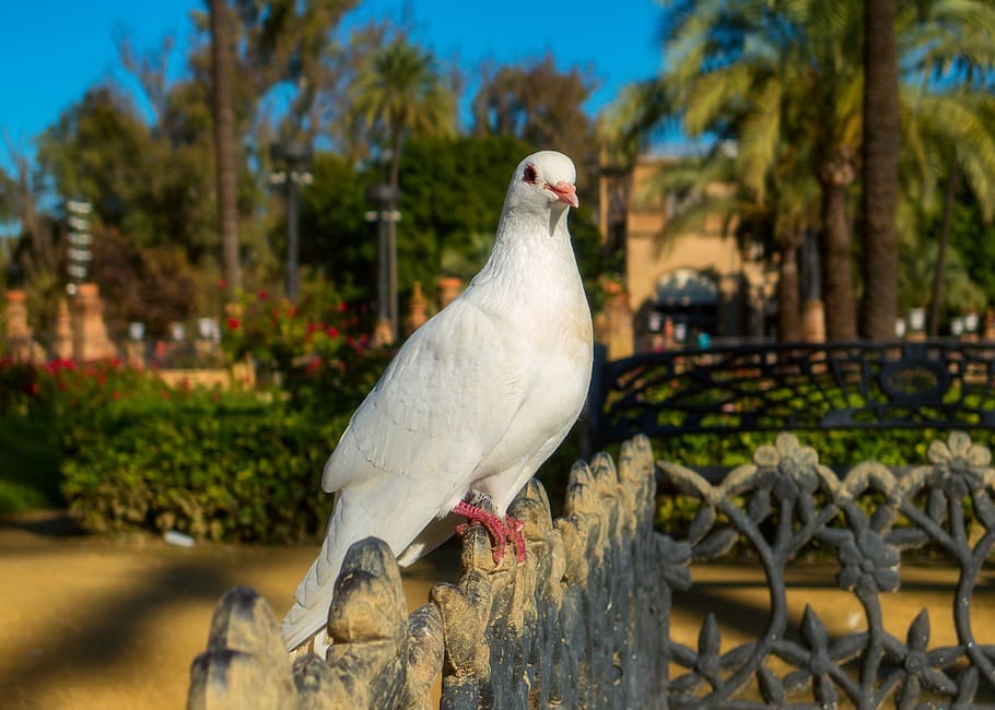 nature, bird, dove, animal themes, vertebrate, animal wildlife HD wallpaper