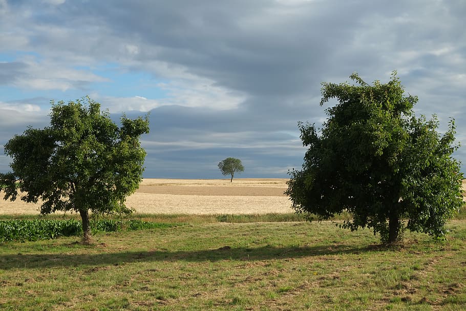 trees, summer, nature, landscape, field, seasons, clouds, arable HD wallpaper