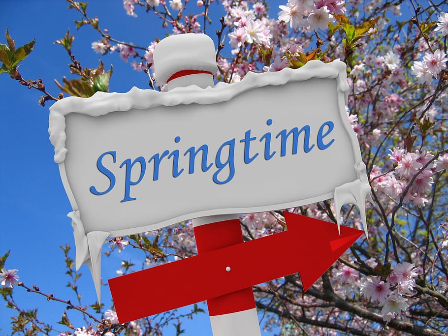 white and red Springtime signage, winter, snow, ice, flowers HD wallpaper