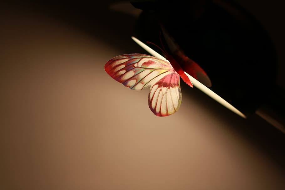 lamp, butterfly, table lamp, indoors, studio shot, close-up HD wallpaper