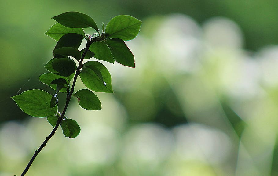 leaf, nature, growth, flora, bright, plant part, tree, green color HD wallpaper