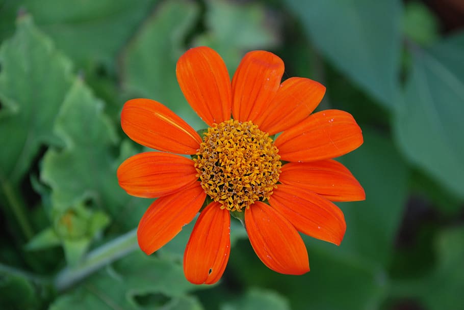 orange flower, spring, green, plant, floral, color, natural HD wallpaper