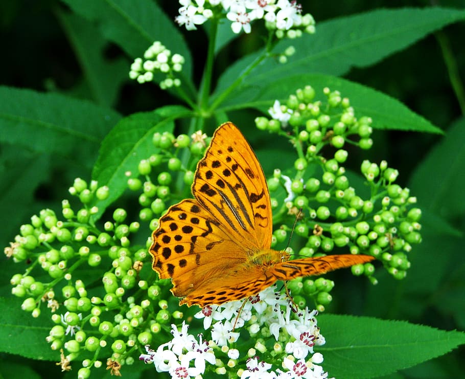 pearl moth, insect, nature, flower, animal themes, invertebrate HD wallpaper