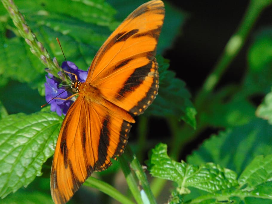 Butterfly, Leaf, Nature, Green, brightly colored, wings, insect HD wallpaper