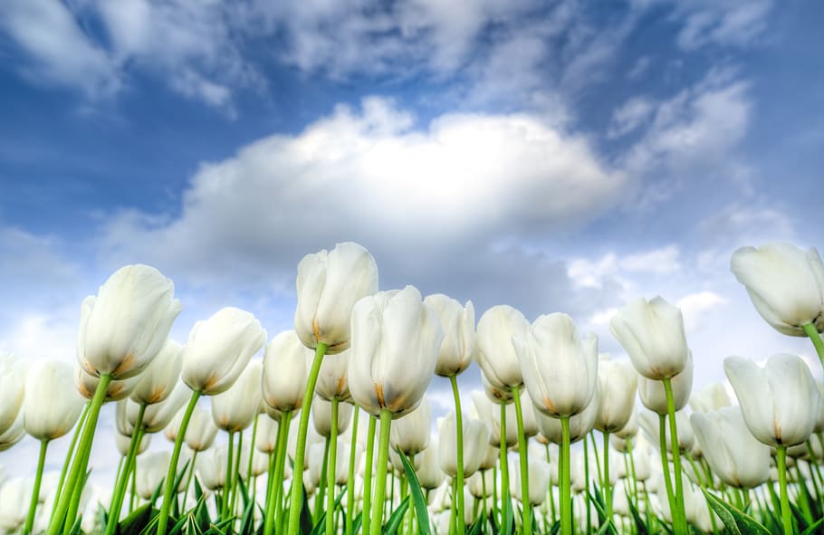white, tulips, netherlands, spring, bloom, flowers, garden, HD wallpaper