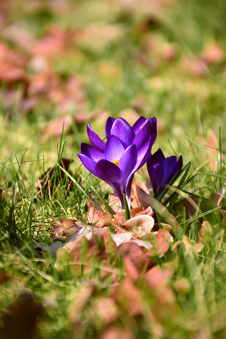 crocus, spring flower, blossom, bloom, purple, nature, garden HD wallpaper