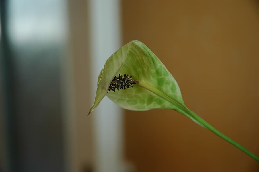leaf, plant, nature, plants, foliage, green, macro, flora, leaflet HD wallpaper