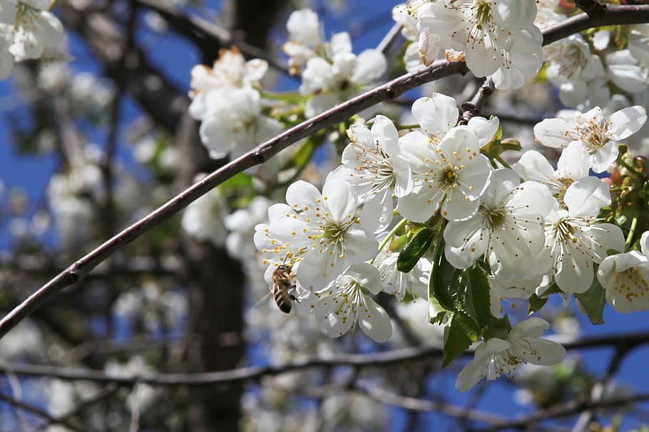 bee, cherry, bloom, pollination, cherry blossoms, white flowers HD wallpaper