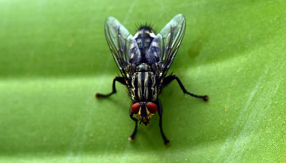 Fly, Close, Insect, Compound Eyes, whopper, nature, banana leaf HD wallpaper