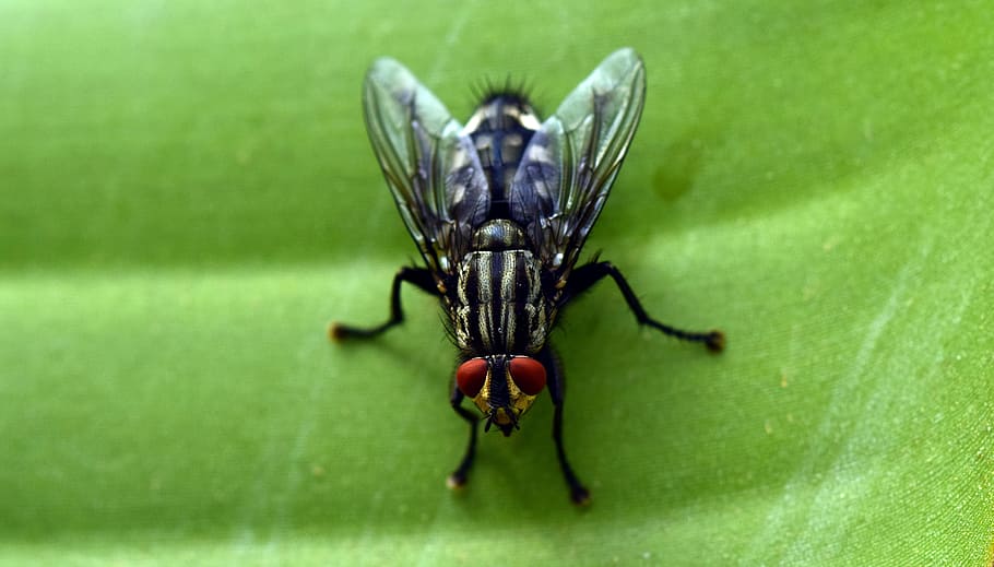 Fly, Close, Insect, Compound Eyes, whopper, nature, banana leaf HD wallpaper