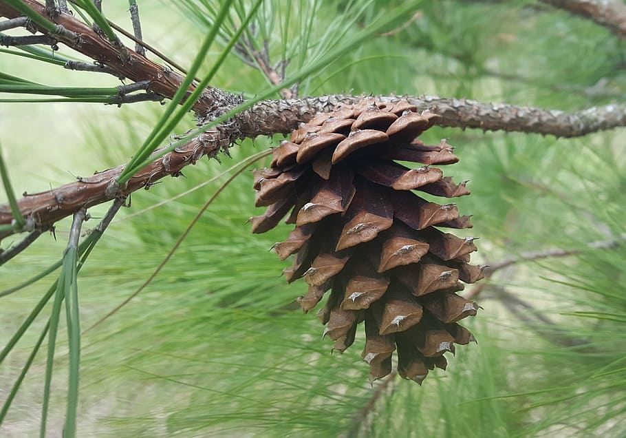 pine cone, pine needles, pine tree, coniferous, evergreen, fir HD wallpaper