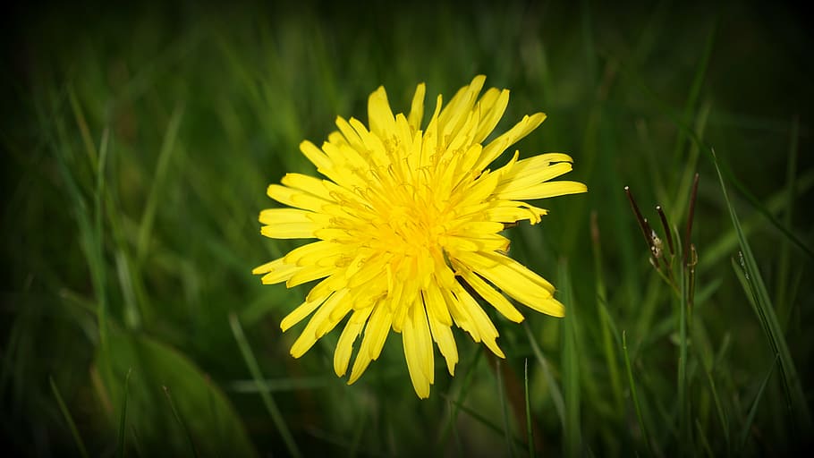 field, flower, yellow, flowering plant, beauty in nature, freshness HD wallpaper