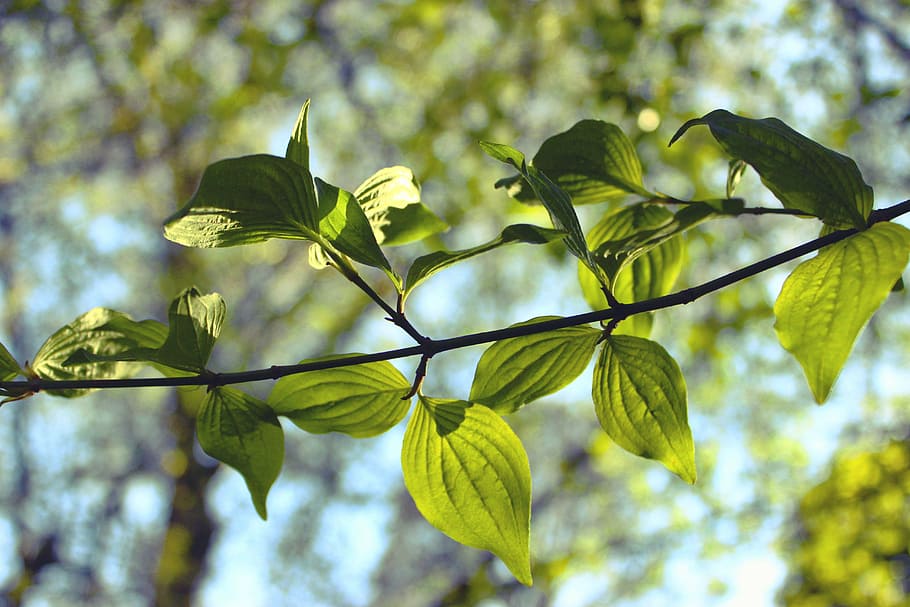 leaves, foliage, nature, leaf, season, tree, natural, plant HD wallpaper