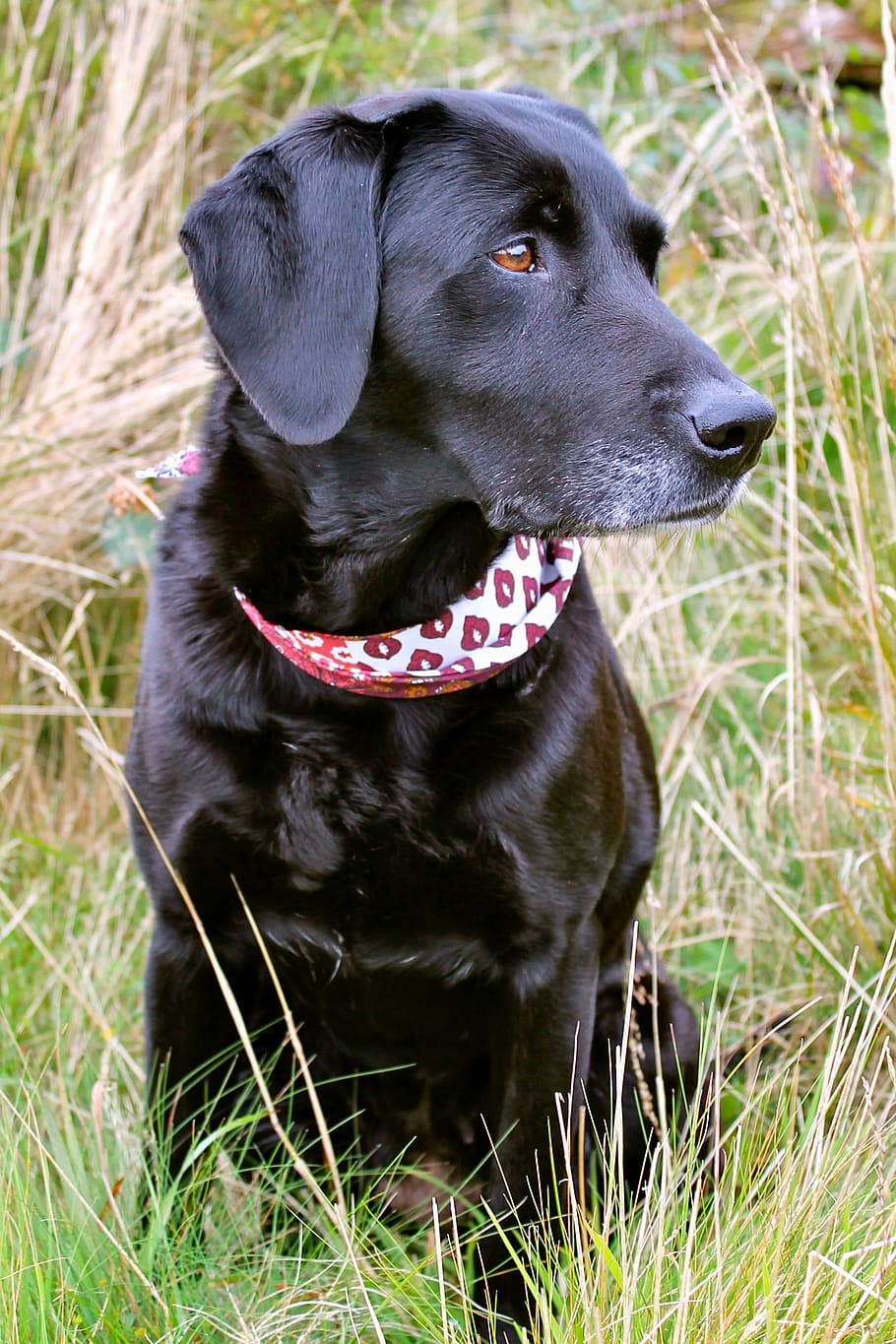 labrador, dog, pet, canine, domestic, domestic animals, mammal HD wallpaper