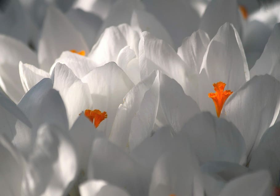 white crocus flowers in close up photography, white flower HD wallpaper